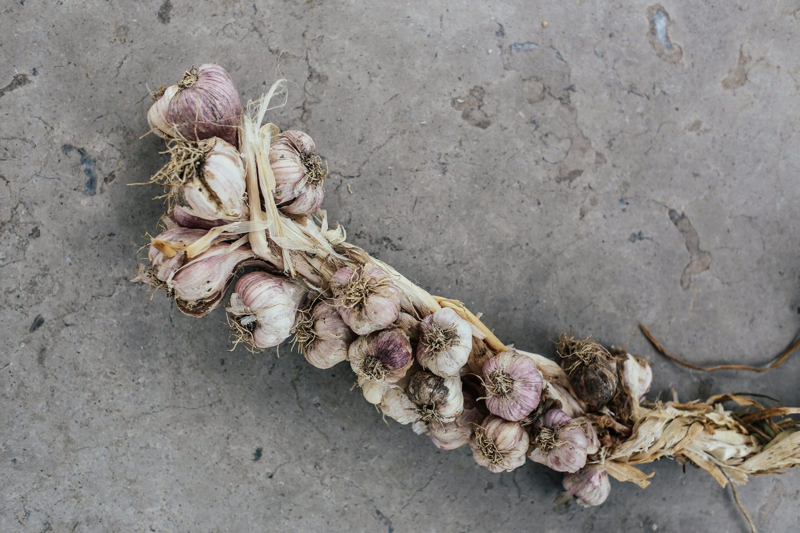 Close-up image of dried tongkat ali root used for men's health