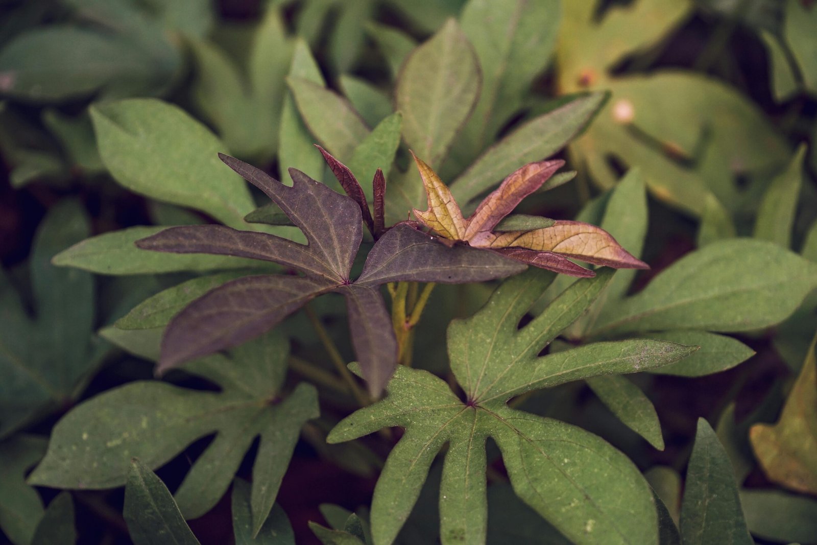 Close-up image of the Tongkat Ali plant roots