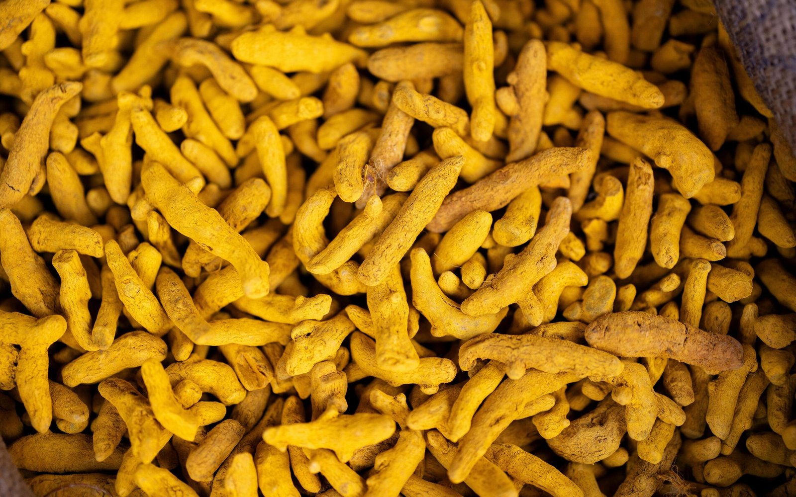 Tongkat Ali plant closeup showcasing traditional medicinal herb
